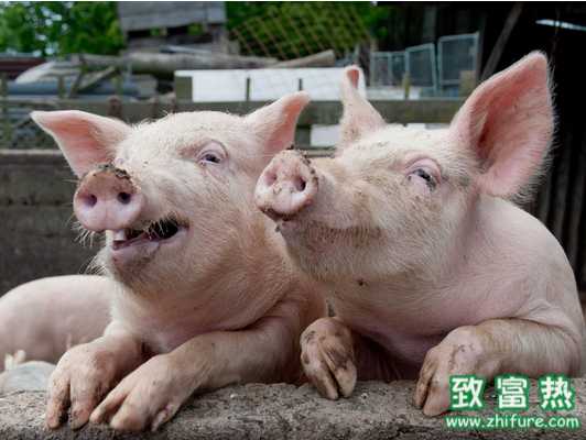 豬便秘的解決辦法