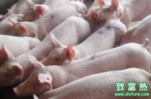 生豬腹瀉怎么治