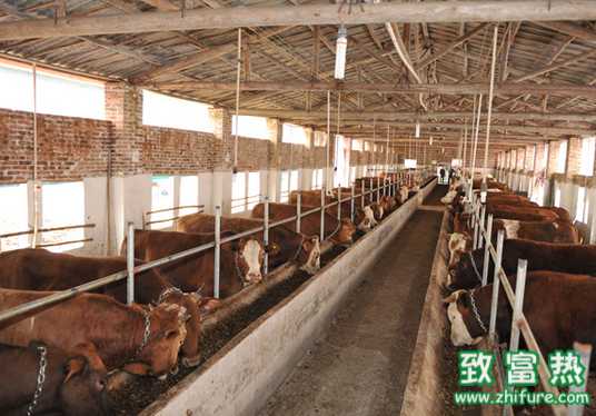 牛場的衛生處理