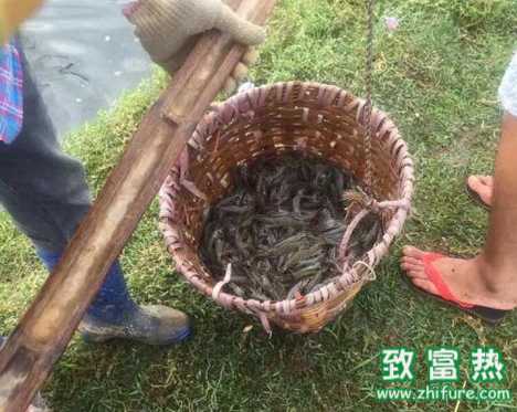 冬棚對蝦養殖引用過氧化鈣增氧驅氨解毒