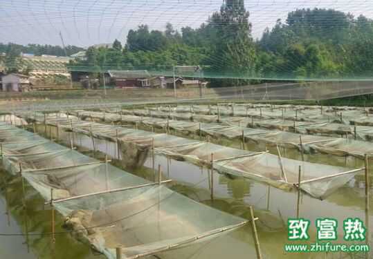 泥鰍網箱養殖要注意什么