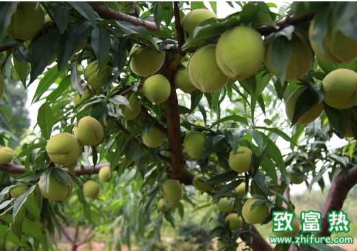 春天桃樹打理方法