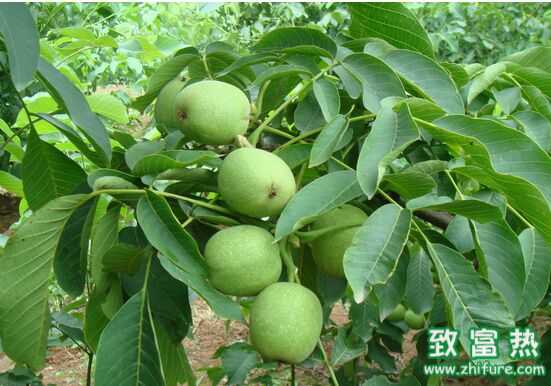 核桃科學栽培管理技術