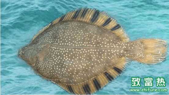 2016養多寶魚賺錢嗎？2016多寶魚養殖前景及市場價格行情分析