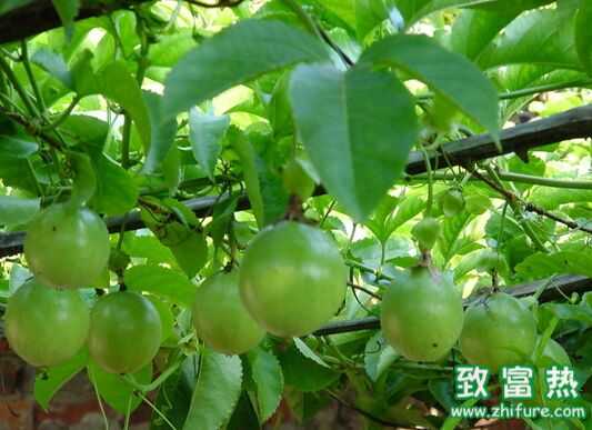 百香果最近很火爆，那百香果該怎么種植呢？