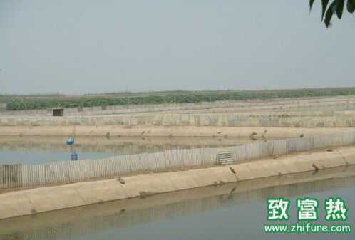 養魚利潤低？不妨來個魚鱉混養提高效益