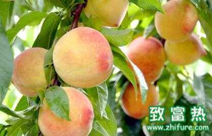 2016年農(nóng)村種植養(yǎng)殖什么最賺錢？