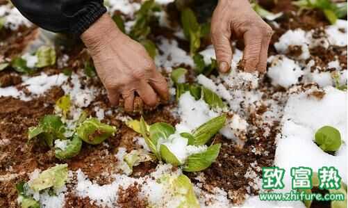 農(nóng)民不易，請(qǐng)不要傷害他們！