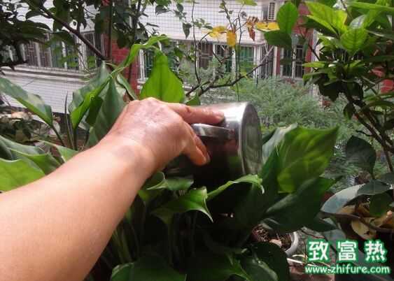 陽臺澆花用淘米水真的好嗎?