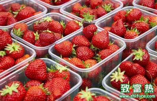 普通草莓、奶油草莓、巧克力草莓的區別