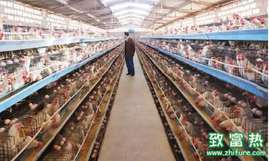 未來養殖行業的發展趨勢