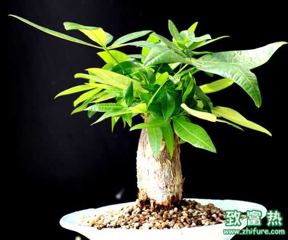 辦公室養哪些植物最好