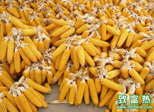 農(nóng)村幾大主流種植項(xiàng)目前景分析