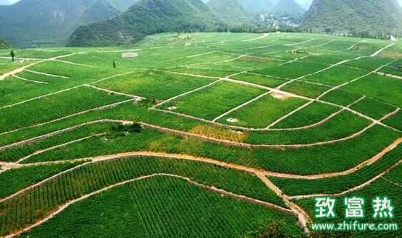 這5個農村創業好項目你了解嗎？