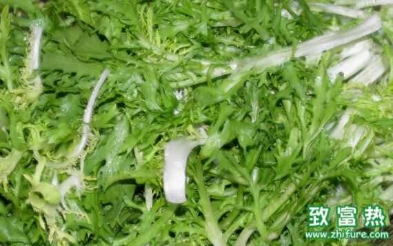 苦菊是什么？怎么種植？