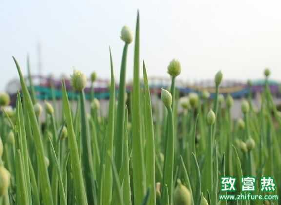 大蒜如何種植施肥?