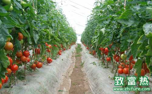 番茄大棚栽培噴花技術(shù)及應(yīng)用