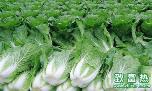 種植白菜發(fā)生裂球怎么辦？