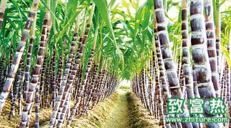 甘蔗鉆心蟲危害大需謹慎防治