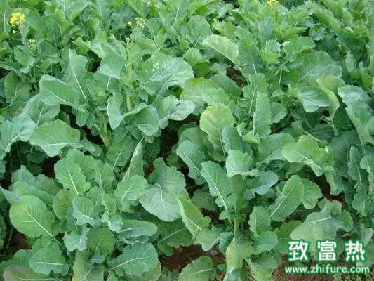 種植油菜得了菜螟怎么辦?