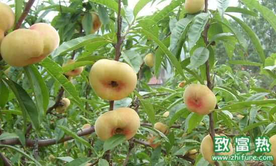 種植果樹(shù)如何提高栽培成功率？