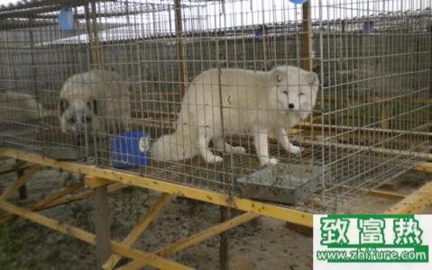 養30只狐貍能賺多少錢？養狐貍的成本和利潤 