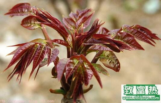 2017種香椿賺錢嗎？2017種香椿前景及市場價格行情分析