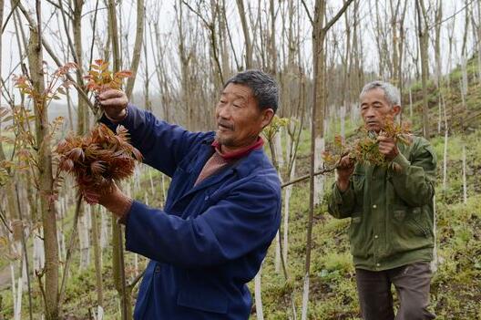 2017種香椿賺錢嗎？