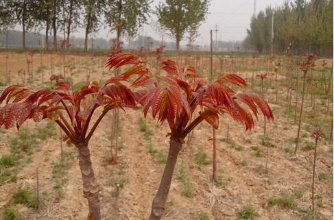 2017種香椿前景及市場價格行情分析