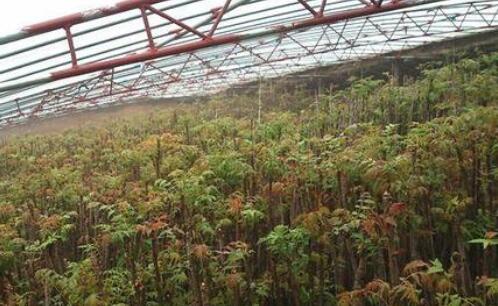 香椿的栽培技術