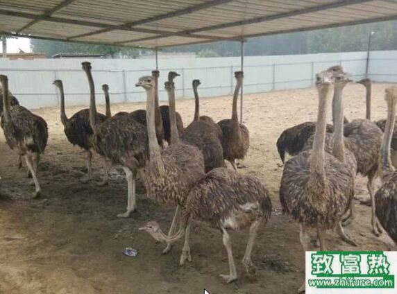 養1000只鴕鳥需要多少成本？養鴕鳥的成本和利潤 
