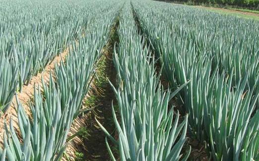 2017種洋蔥賺錢嗎？