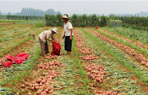 洋蔥的栽培技術(shù)