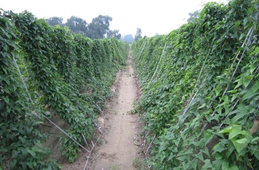 2017種山藥賺錢嗎？