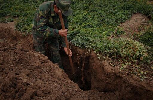 山藥的栽培技術(shù)