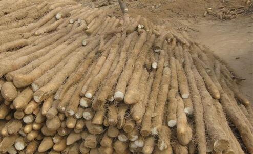 2017種山藥前景及市場價格行情分析