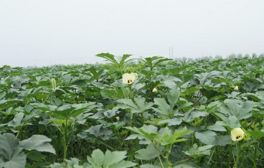 2017種黃秋葵賺錢嗎?