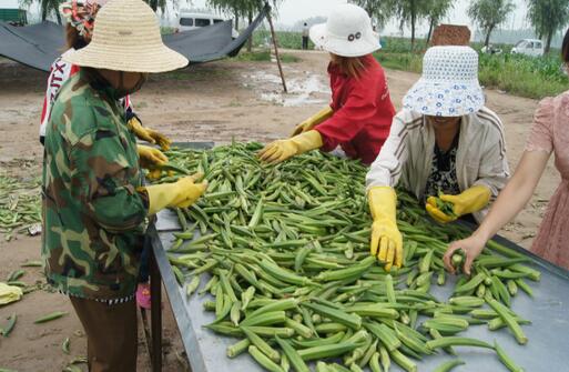 2017種黃秋葵前景及市場價格行情分析