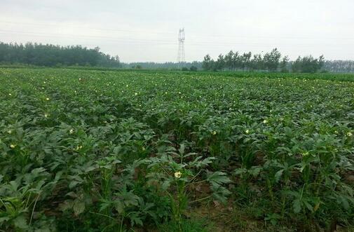 黃秋葵的栽培技術