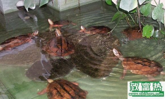 養100只金錢龜能賺多少錢?養金錢龜的成本和利潤