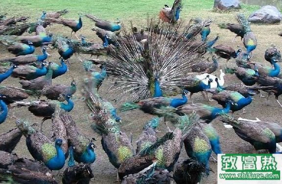 養(yǎng)100只孔雀能賺多少錢？養(yǎng)孔雀的成本和利潤(rùn)