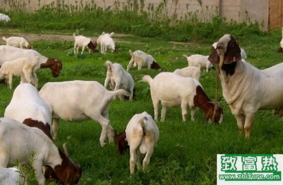 養100只山羊能賺多少錢?養山羊的成本和利潤
