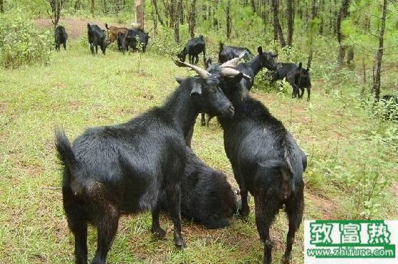 養100只山羊能賺多少錢?養山羊的成本和利潤