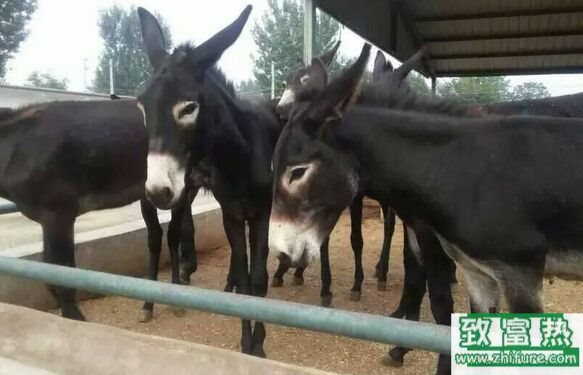 養100頭驢能賺多少錢?養驢的成本和利潤