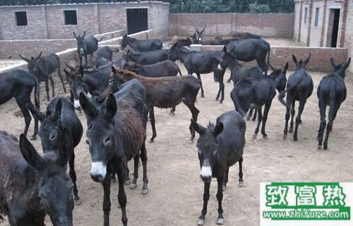 養100頭驢能賺多少錢?養驢的成本和利潤