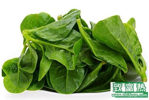 2017種木耳菜賺錢嗎?2017種木耳菜前景及市場價格行情分析