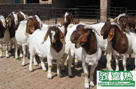 養(yǎng)100只波爾山羊能賺多少錢?養(yǎng)波爾山羊的成本和利潤