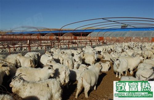 養(yǎng)100只肉羊能賺多少錢？養(yǎng)肉羊的成本和利潤