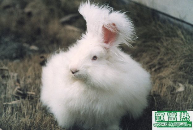 養100只長毛兔能賺多少錢？養長毛兔的成本和利潤