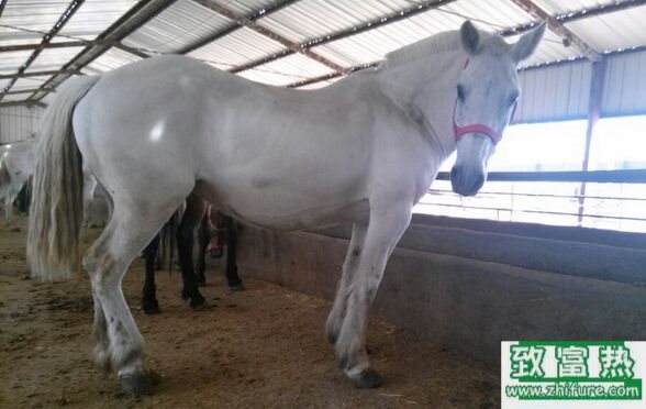 養10匹馬能賺多少錢？養馬的成本和利潤